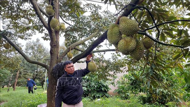Sầu riêng Gia Lai vào vụ thu hoạch trong điều kiện thời tiết mưa kéo dài, ảnh hưởng đến chất lượng và giá bán. Ảnh: Hồng Điệp - TTXVN