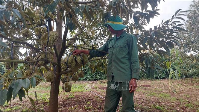 Sầu riêng Gia Lai vào vụ thu hoạch trong điều kiện thời tiết mưa kéo dài, ảnh hưởng đến chất lượng và giá bán. Ảnh: Hồng Điệp - TTXVN