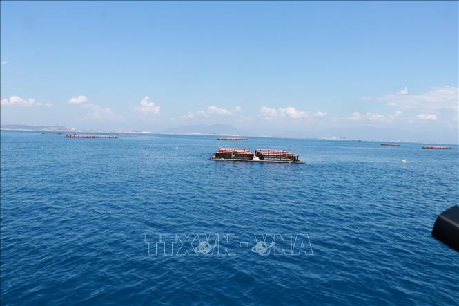 Khu vực Đầm Bấy, Phường Nha Trang được nuôi biển hở, cách đất liền 3-6 hải lý. Ảnh: Đặng Tuấn - TTXVN