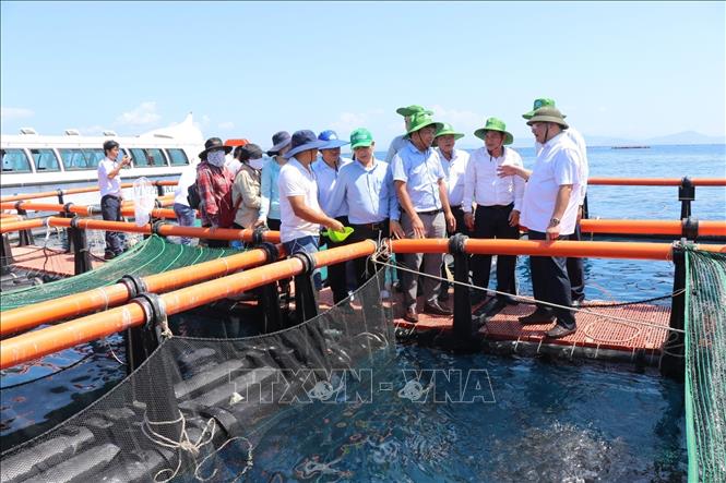 Phó Chủ tịch UBND tỉnh Khánh Hòa Trịnh Minh Hoàng dẫn đầu đoàn kiểm tra thực tế tại các mô hình nuôi biển công nghệ cao trên địa bàn tỉnh, trong đó khu vực Đầm Bấy (phường Nha Trang). Ảnh: Đặng Tuấn - TTXVN