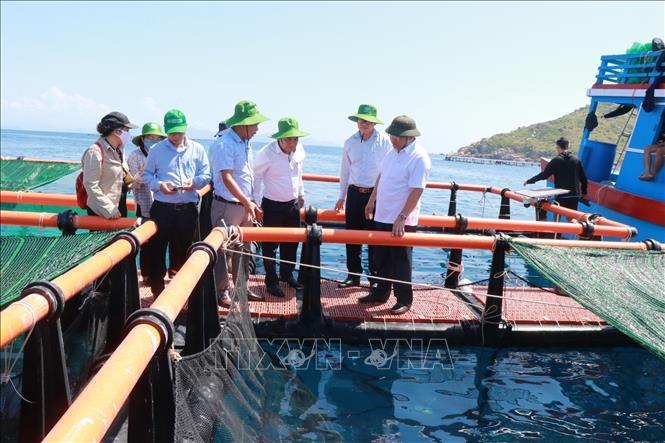 Khu vực Đầm Bấy, Phường Nha Trang được nuôi biển hở, cách đất liền 3-6 hải lý. Ảnh: Đặng Tuấn - TTXVN