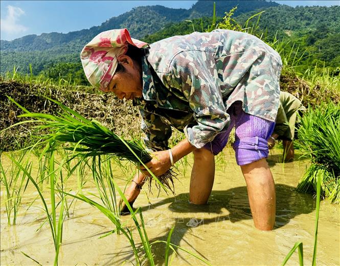 A Mong woman plants rice seedlings. VNA Photo: Đức Thọ