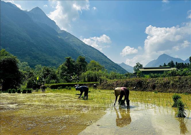 Mong people plant rice in Tuyen Quang province. VNA Photo: Đức Thọ