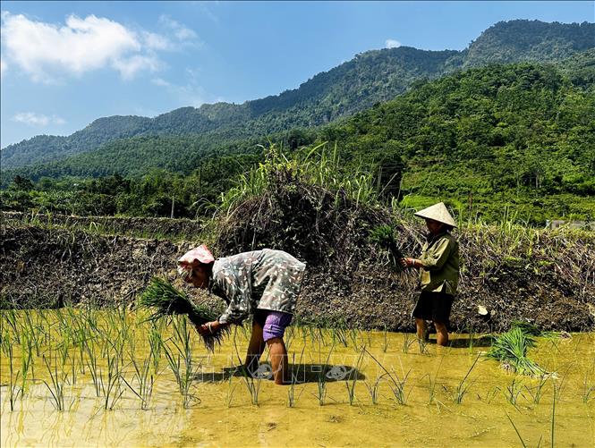 Mong people in Minh Tan commune, Tuyen Quang province planting a new rice season. VNA Photo: Đức Thọ
