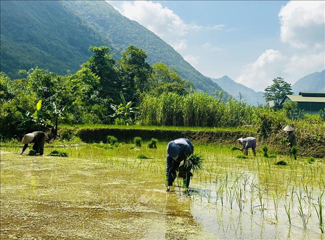 Mong people busy planting a new rice season. VNA Photo: Đức Thọ