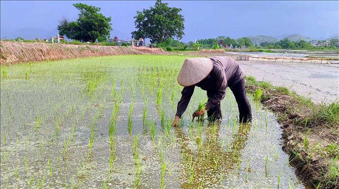 Nông dân phường Minh Xuân, tỉnh Tuyên Quang xuống đồng cấy lúa. Ảnh: Quang Cường – TTXVN