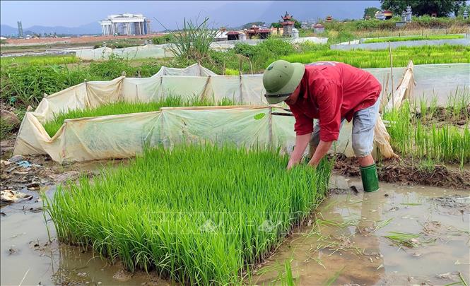 Nông dân phường Minh Xuân, tỉnh Tuyên Quang chuẩn bị mạ để cấy lúa. Ảnh: Quang Cường – TTXVN