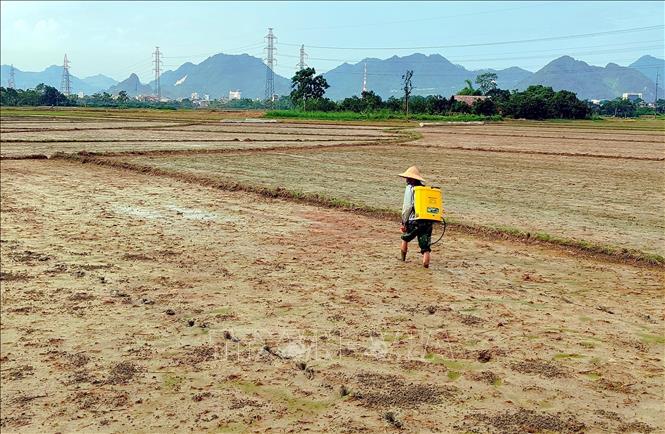 Nông dân phường Minh Xuân, tỉnh Tuyên Quang phun thuốc bảo vệ thực vật sau gieo sạ. Ảnh: Quang Cường – TTXVN
