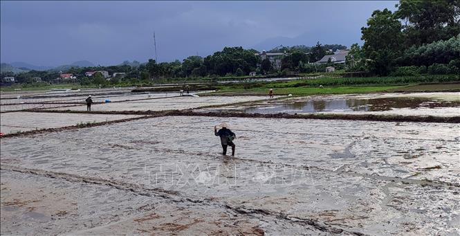 Nông dân phường Minh Xuân, tỉnh Tuyên Quang gieo sạ lúa mùa. Ảnh: Quang Cường – TTXVN