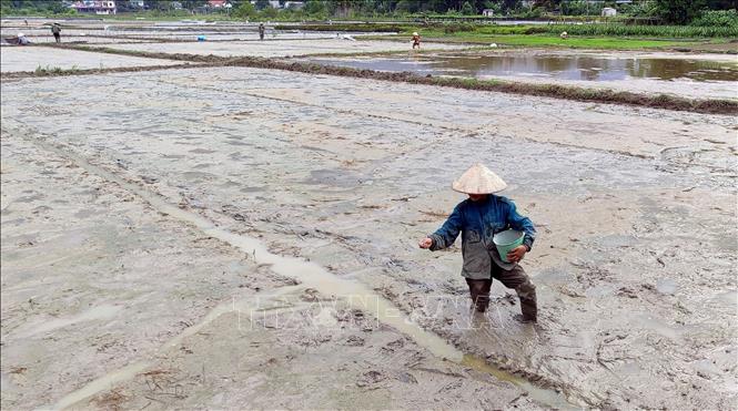 Nông dân phường Minh Xuân, tỉnh Tuyên Quang gieo sạ lúa mùa. Ảnh: Quang Cường – TTXVN