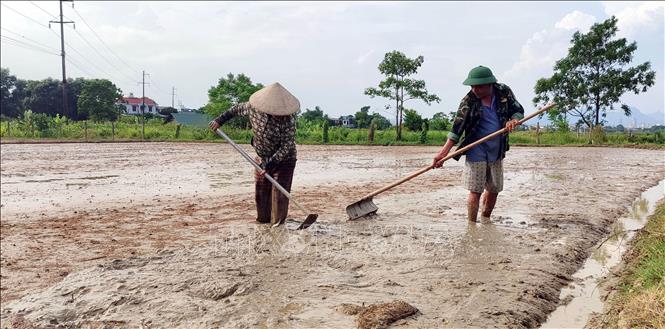 Nông dân phường Minh Xuân, tỉnh Tuyên Quang chuẩn bị đất để gieo sạ. Ảnh: Quang Cường – TTXVN