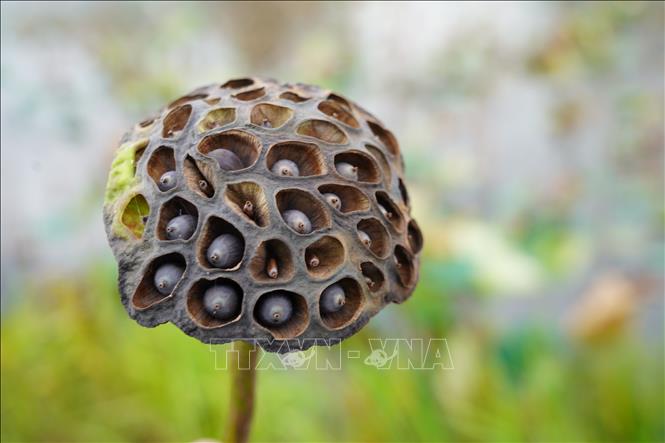 Nông dân Quảng Trị thất thu vì sen bị úng nước, không thể thu hoạch. Ảnh: Thanh Thuỷ-TTXVN                               