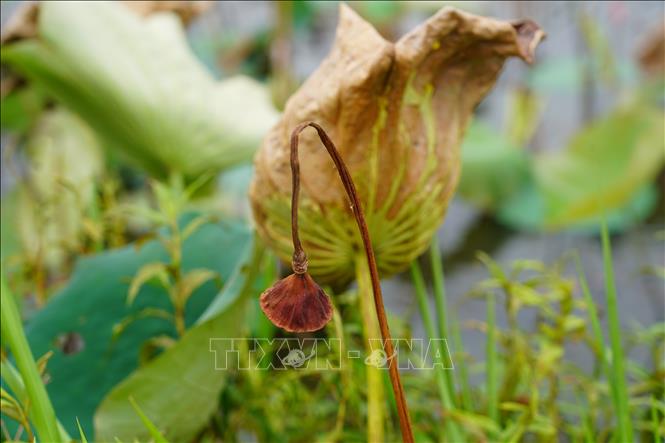 Nông dân Quảng Trị thất thu vì sen bị úng nước, không thể thu hoạch. Ảnh: Thanh Thuỷ-TTXVN                               