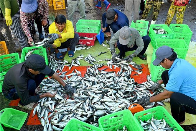 Phân loại cá trước khi bán cho vựa tại Cảng cá Phan Thiết, phường Phan Thiết, tỉnh Lâm Đồng. Ảnh: Hồng Hiếu -  TTXVN