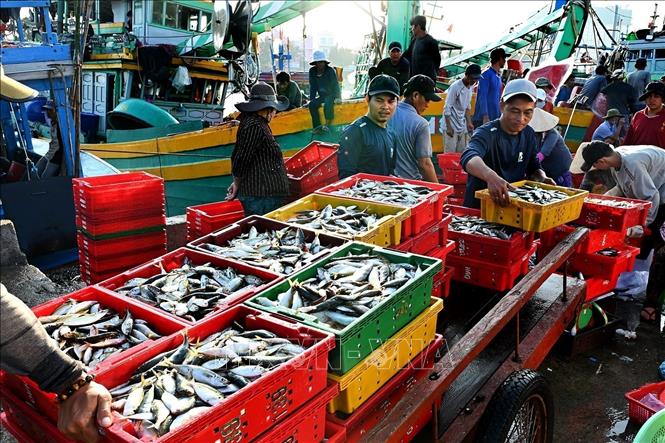  Mặc dù mới đầu vụ nhưng nhiều tàu cá đã trúng được nhiều luồng cá nổi. Ảnh: Hồng Hiếu - TTXVN