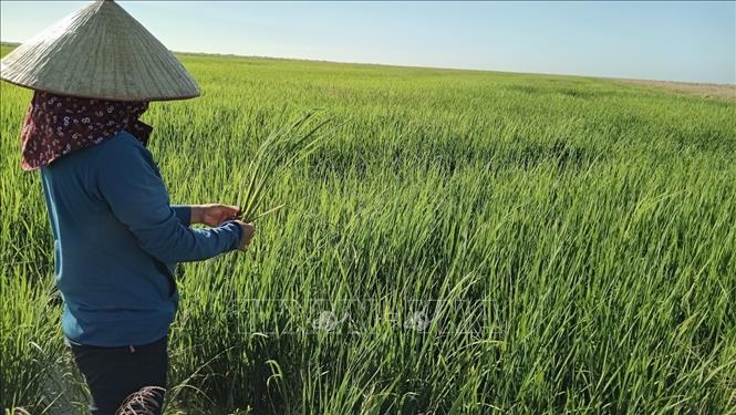Chuyên gia nông nghiệp Trần Thị Thắm kiểm tra sinh trưởng của cây lúa tại Cuba. Ảnh: Mai Phương - PV TTXVN tại Cuba
