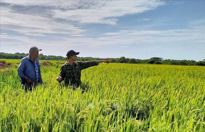 Chuyên gia Nguyễn Chí Vượng (phải) kiểm tra đồng ruộng tại Cuba. Ảnh: Mai Phương - PV TTXVN tại Cuba