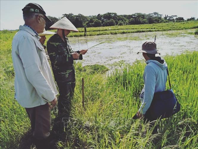 Chuyên gia Nguyễn Chí Vượng (giữa) kiểm tra sâu bệnh sâu hại trên đồng ruộng ở Cuba. Ảnh: Mai Phương - PV TTXVN tại Cuba