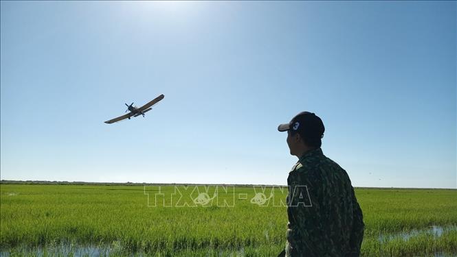 Chuyên gia Nguyễn Chí Vượng theo dõi thiết bị không người lái bón phân trên cánh đồng Cuba. Ảnh: Mai Phương - PV TTXVN tại Cuba