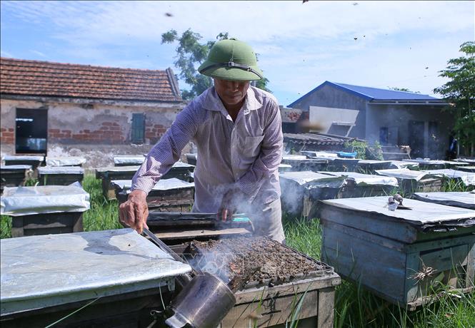 Thợ ong mở thùng để kiểm tra đàn. Ảnh: Công Luật - TTXVN