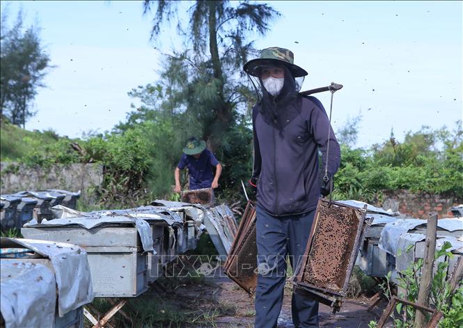 Người thợ gánh cầu ong từ các thùng ong về để lấy mật. Ảnh: Công Luật - TTXVN