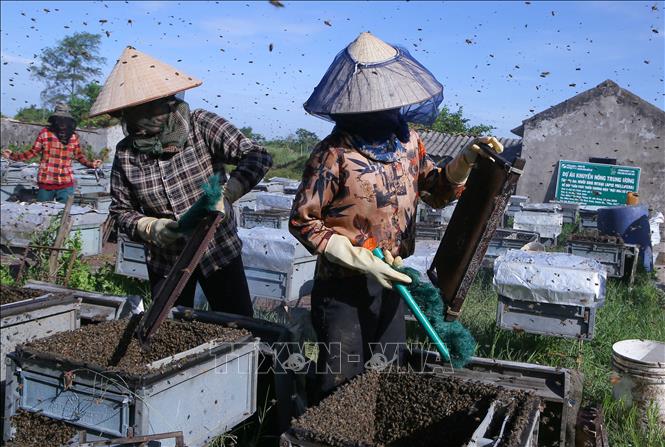 Người dân dọn đàn ong từ cầu ong để chuẩn bị lấy mật. Ảnh: Công Luật - TTXVN