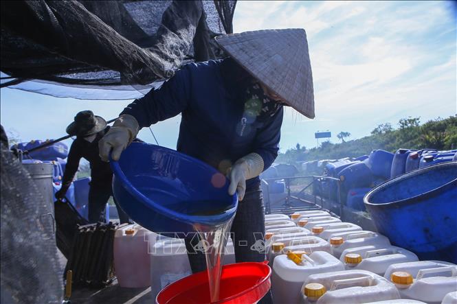 Mật ong sau khi quay xong được đổ vào từng can. Ảnh: Công Luật - TTXVN