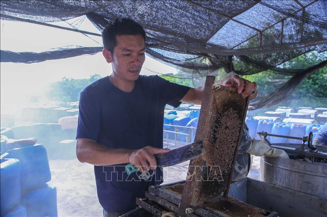 Tách sáp ong từ cầu ong để tiến hành quay mật. Ảnh: Công Luật - TTXVN