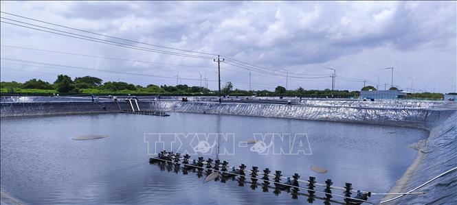 Nuôi tôm theo hướng công nghệ cao gắn với bảo vệ môi trường tại tỉnh Cà Mau. Ảnh: Chanh Đa - TTXVN 