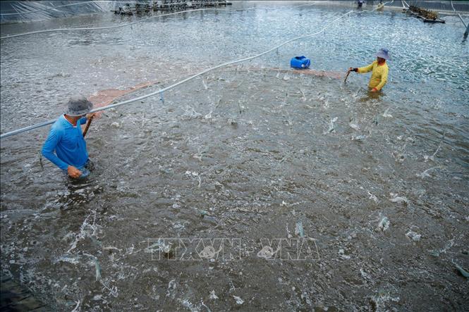 Thu hoạch tôm được nuôi theo hướng công nghệ cao ở Cà Mau. Ảnh: TTXVN phát