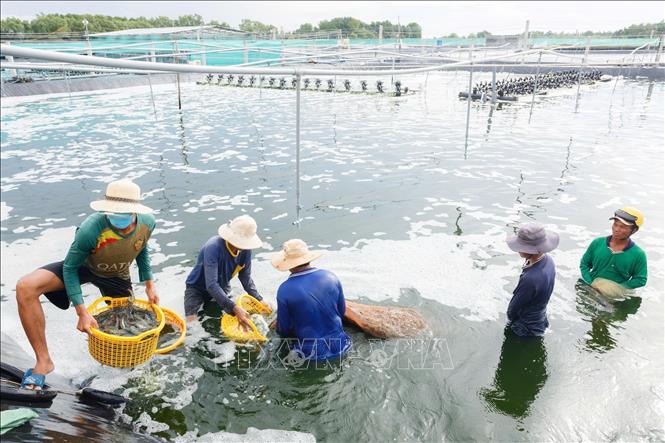Thu hoạch tôm tại Cà Mau. Ảnh: TTXVN phát