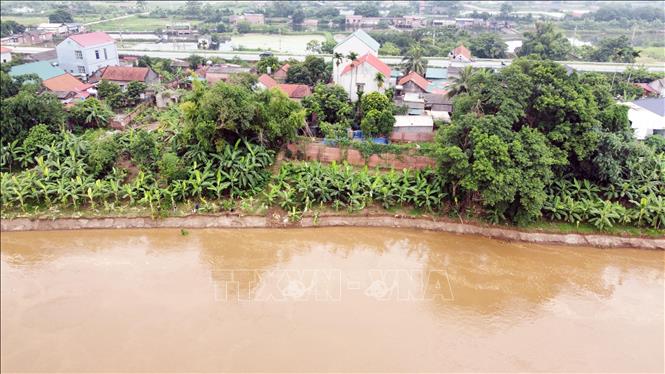 Sạt lở nghiêm trọng với chiều dài khoảng 1,2km, chiều rộng trung bình khoảng 40m tại bờ, vở sông Thao, Phú Thọ. Ảnh: Tạ Toàn – TTXVN