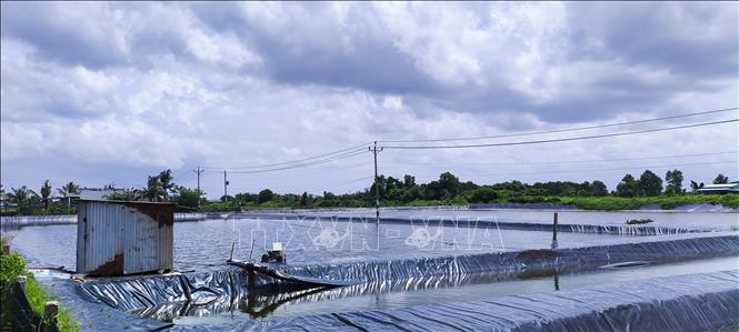 A high-tech shrimp farming area in Vinh Hau commune, Ca Mau province. VNA Photo: Chanh Đa
