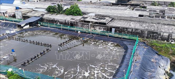 A high-tech shrimp cultivation area in Ganh Hao commune, Ca Mau province. VNA Photo: Chanh Đa