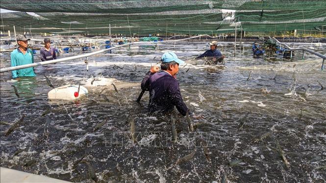 Ca Mau province's export turnover reaches about 2.48 billion USD. VNA Photo: Chanh Đa