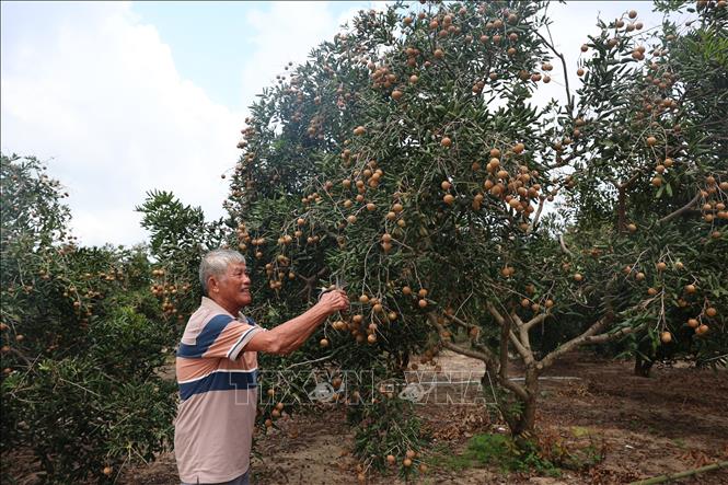 Vườn nhãn của gia đình ông Phạm Thẩm, ấp An Điền, xã Phước Hải, TP. Hồ Chí Minh dự kiến thu hoạch được 60 tấn. Ảnh: Hoàng Nhị - TTXVN.