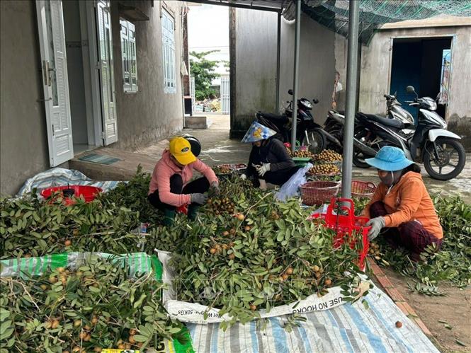 Giá nhãn xuồng cơm vàng tại các vùng chuyên canh nhãn xã Hòa Hiệp, Bình Châu, TP. Hồ Chí Minh rớt xuống chỉ còn 11 nghìn đồng/kg. Ảnh: Hoàng Nhị - TTXVN 
