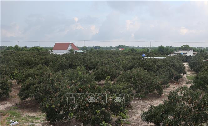 Vườn nhãn tại xã Phước Hải, TP. Hồ Chí Minh đang bước vào mùa thu hoạch rộ. Ảnh: Hoàng Nhị - TTXVN
