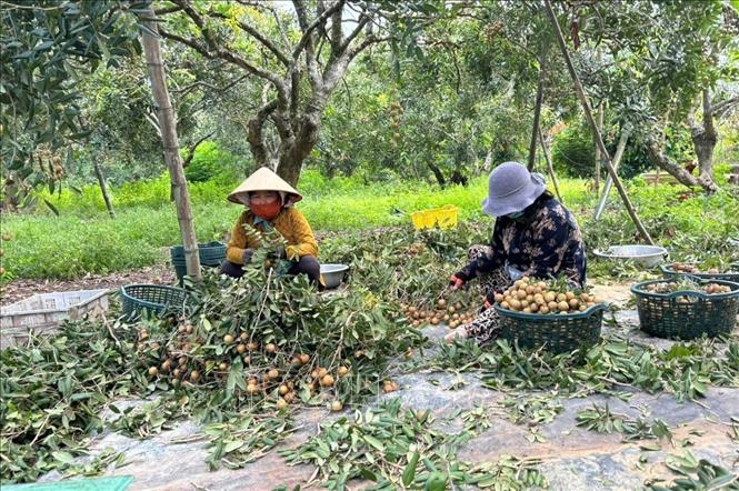 Sơ chế nhãn tại vườn nhãn xã Hòa Hiệp, TP. Hồ Chí Minh. Ảnh: Hoàng Nhị - TTXVN 