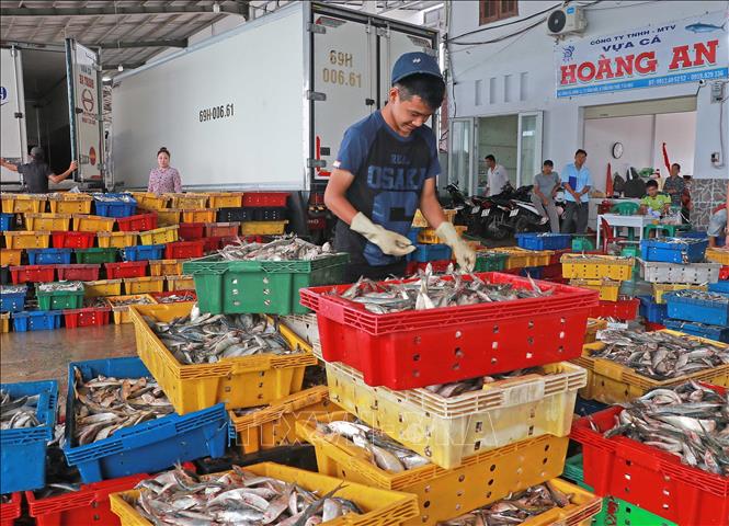 Các mặt hàng thủy sản được phân loại nhiều lần trước khi vận chuyển. Ảnh: Huỳnh Anh - TTXVN