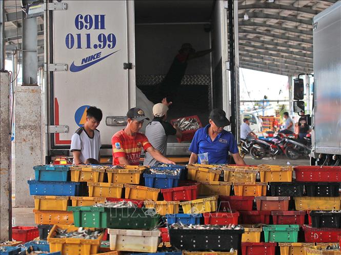 Từ vùng biển Sông Đốc, mỗi năm sẽ có hơn 100 ngàn tấn hải sản được cung ứng ra thị trường. Ảnh: Huỳnh Anh - TTXVN