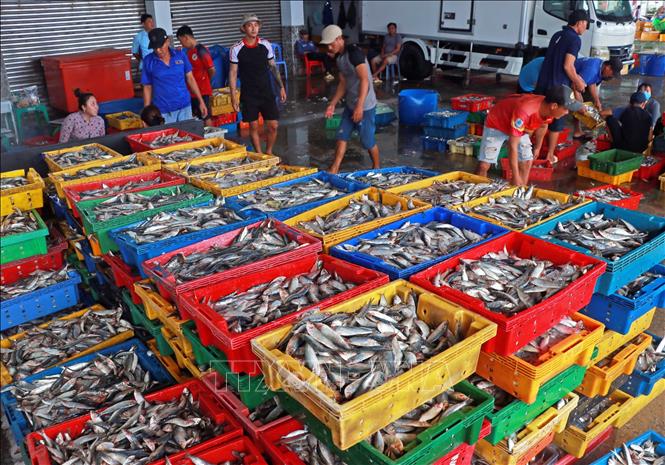 Các thương lái, cơ sở thu mua hải sản tập trung ngay tại cảng biển Sông Đốc. Ảnh: Huỳnh Anh - TTXVN