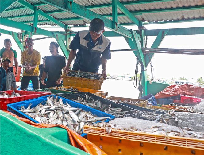 Sau mỗi chuyến đánh bắt, tàu cập bến với thủy hải sản đầy khoang, mang đến niềm vui cho ngư dân. Ảnh: Huỳnh Anh - TTXVN