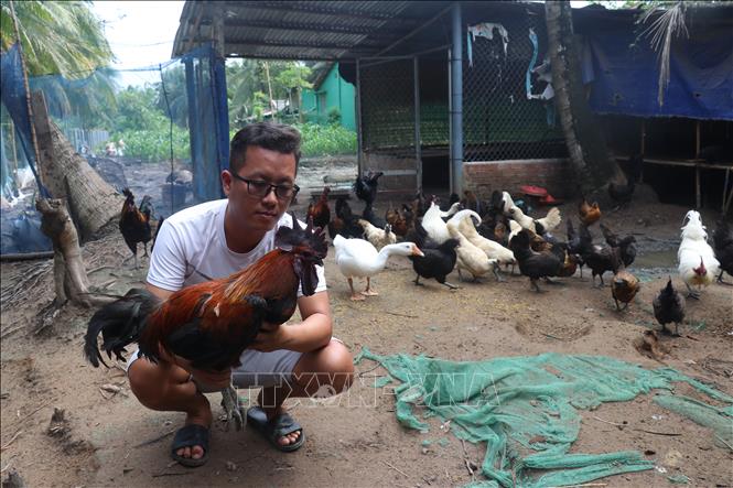 Anh Huỳnh Văn Hiếu ở ấp Thạnh Thới, xã An Thạnh Thủy, tỉnh Đồng Tháp với mô hình nuôi gà đen Hmông. Ảnh: Công Trí-TTXVN 
