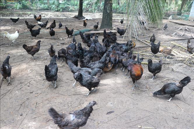 Mô hình nuôi gà đen Hmông của anh Huỳnh Văn Hiếu ở ấp Thạnh Thới, xã An Thạnh Thủy, tỉnh Đồng Tháp. Ảnh: Công Trí-TTXVN 