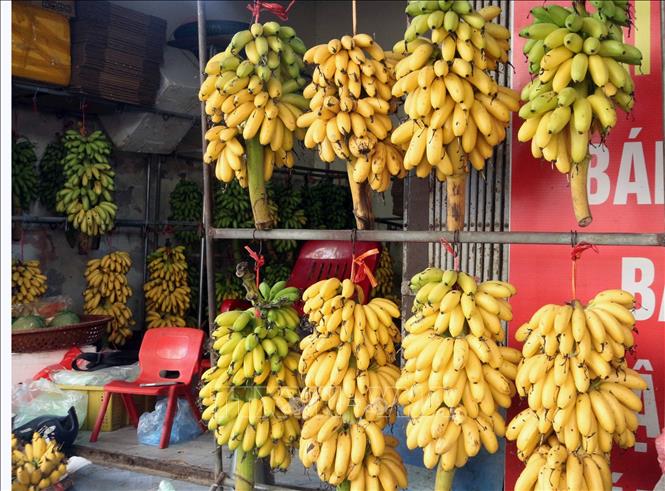 Đặc sản chuối ngự Đại Hoàng. Ảnh: Nguyễn Chinh - TTXVN