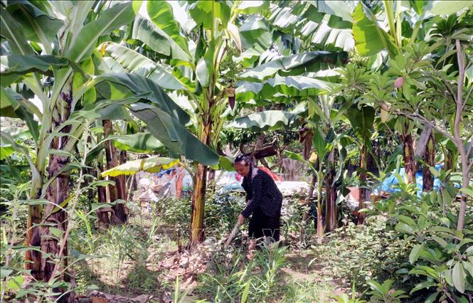 Bà Trần Thị Ngân (xã Nam Lý, tỉnh Ninh Bình) chăm sóc vườn chuối ngự Đại Hoàng. Ảnh: Nguyễn Chinh - TTXVN