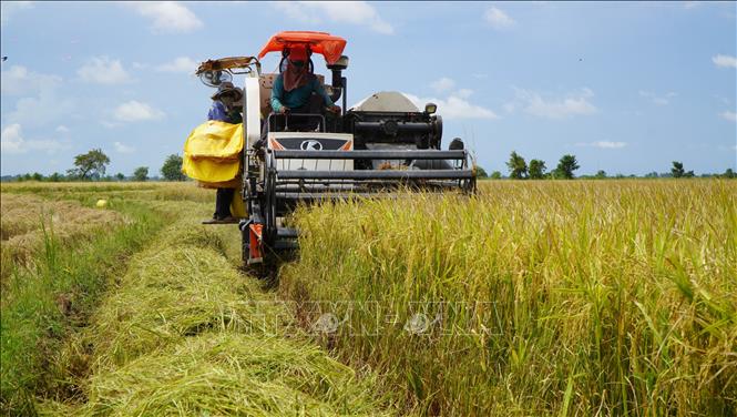 Máy gặt đập liên hợp thu hoạch lúa tại cánh đồng thuộc phường Thường Lạc, tỉnh Đồng Tháp. Ảnh: Nhựt An - TTXVN