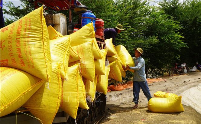 Nông dân vùng đầu nguồn tỉnh Đồng Tháp thu hoạch vụ lúa Hè thu năm 2025. Ảnh: Nhựt An - TTXVN