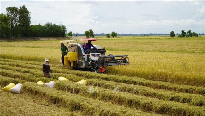 Nông dân vùng đầu nguồn tỉnh Đồng Tháp tranh thủ thu hoạch vụ lúa Hè thu để đón mùa nước nổi. Ảnh: Nhựt An - TTXVN